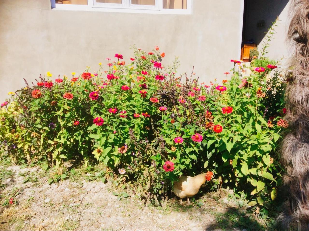 مبيت وإفطار Şǝki House On Ashiq Cuma Street 8 المظهر الخارجي الصورة